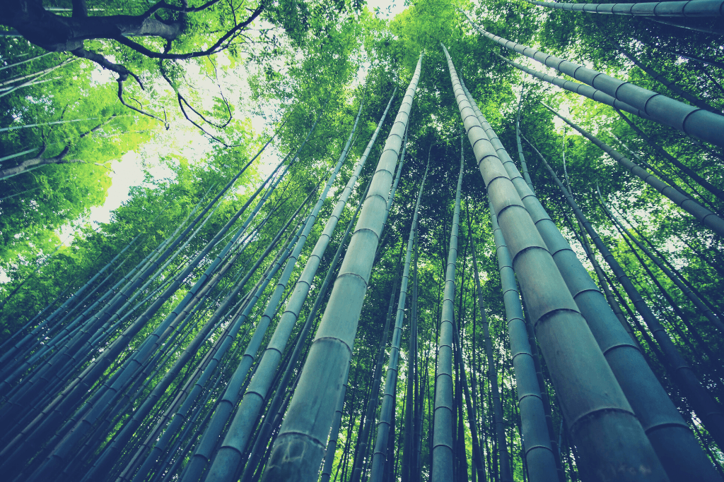 Bambus-Boom: 5 brillante Architekturprojekte aus Bambus