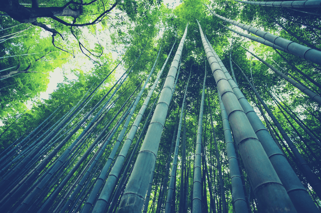 Bambus-Boom: 5 brillante Architekturprojekte aus Bambus